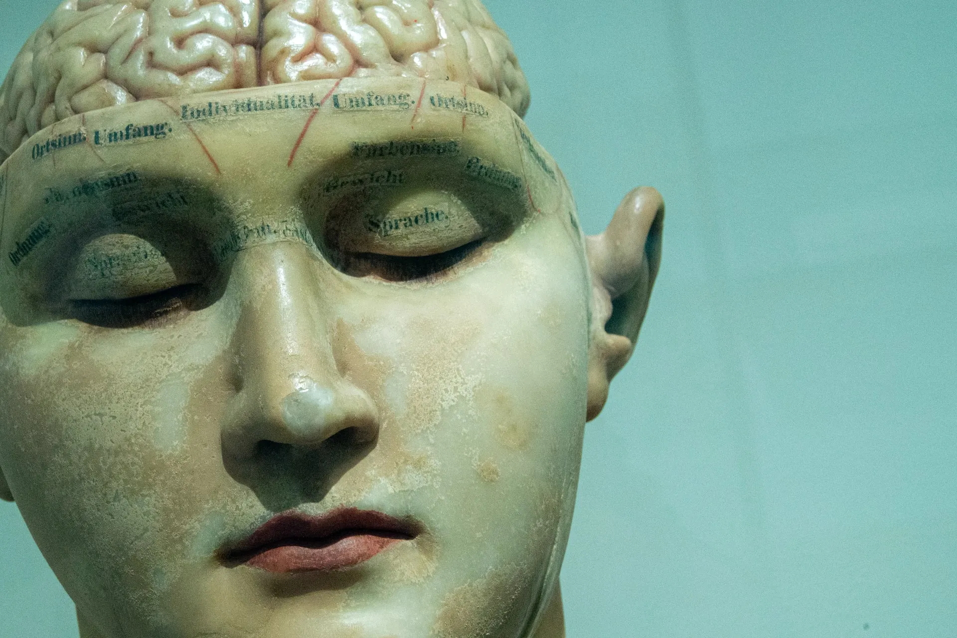 Model of a man's head, with exposed brain